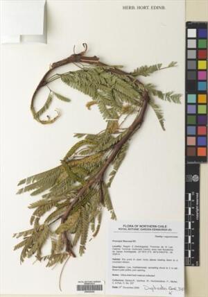 Neltuma flexuosa [Espécimen: ]