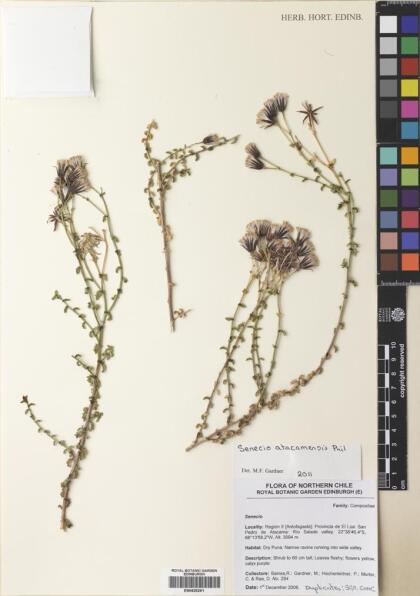 Senecio atacamensis [Espécimen: ]
