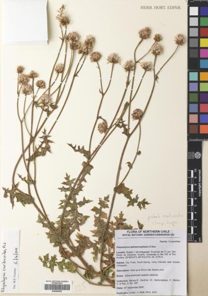 Polyachyrus carduoides [Espécimen: ]