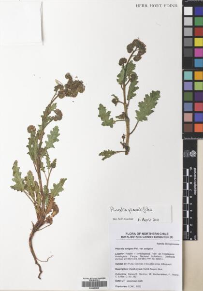 Phacelia pinnatifida [Espécimen: ]