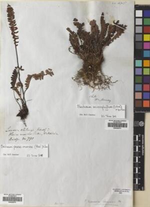 Austroblechnum lechleri [Espécimen: ]