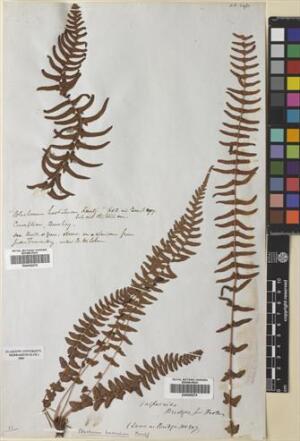 Blechnum hastatum [Espécimen: ]