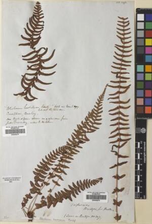 Blechnum hastatum [Espécimen: ]