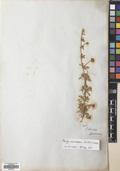Phyla nodiflora [Espécimen: ]