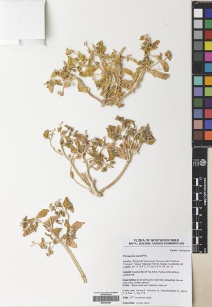 Tetragonia ovata [Espécimen: ]