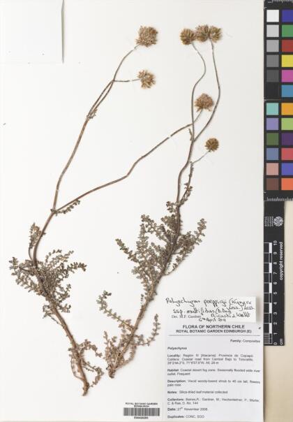 Polyachyrus poeppigii subsp. multifidus [Espécimen: ]