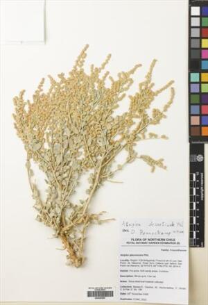 Atriplex retusa [Espécimen: ]