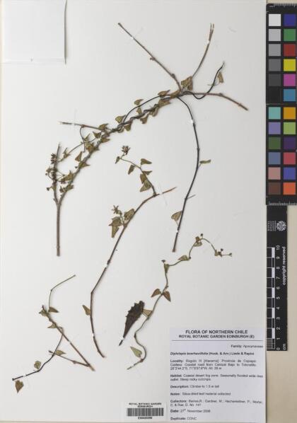Diplolepis boerhaviifolia [Espécimen: ]
