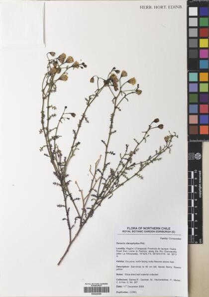 Senecio ctenophyllus [Espécimen: ]