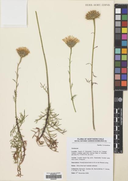Plectocephalus bridgesii [Espécimen: ]