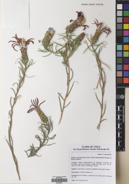 Mutisia subulata [Espécimen: ]