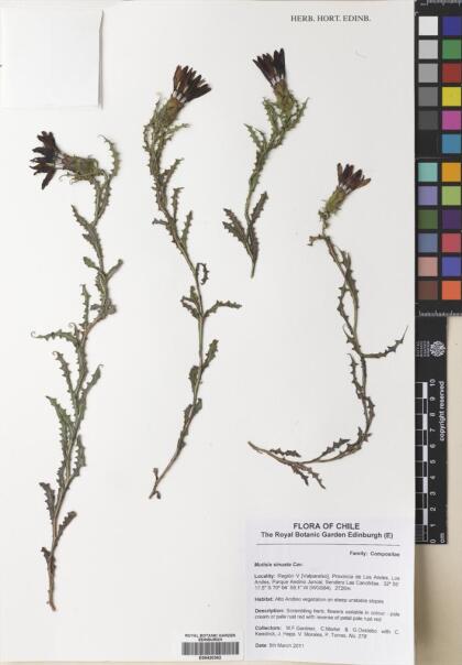 Mutisia sinuata [Espécimen: ]