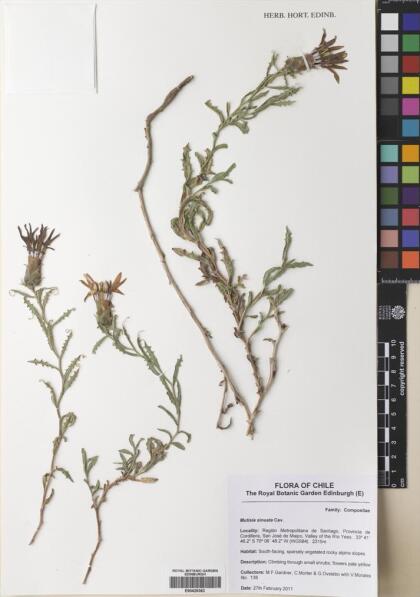 Mutisia sinuata [Espécimen: ]