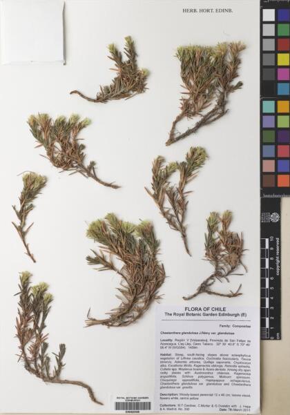 Chaetanthera glandulosa [Espécimen: ]