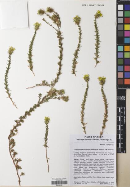 Chaetanthera glandulosa var. gracilis [Espécimen: ]