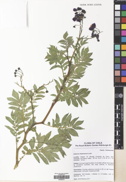 Solanum etuberosum [Espécimen: ]