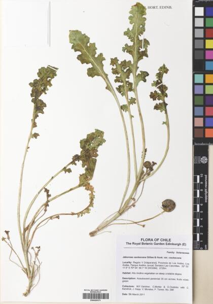 Jaborosa caulescens [Espécimen: ]