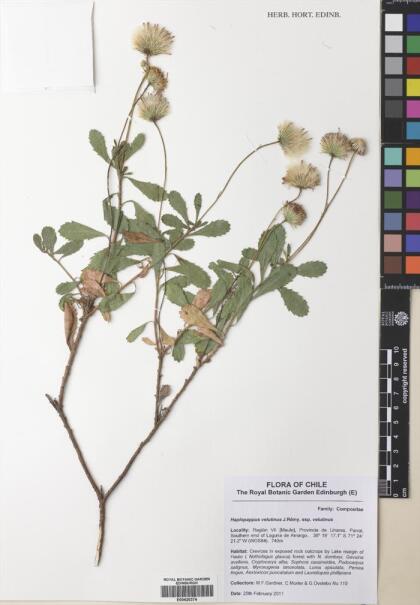 Haplopappus velutinus [Espécimen: ]
