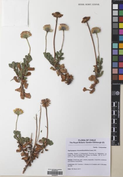 Haplopappus chrysanthemifolius [Espécimen: ]