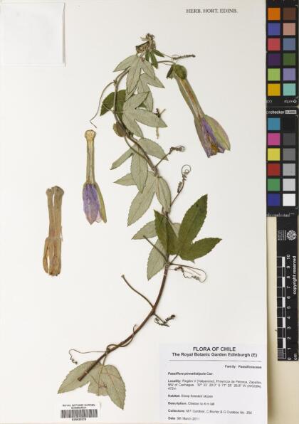 Passiflora pinnatistipula [Espécimen: ]