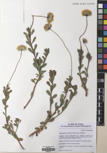 Haplopappus velutinus subsp. velutinus [Espécimen: ]