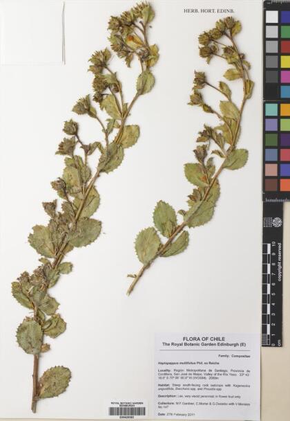 Haplopappus multifolius subsp. multifolius [Espécimen: ]
