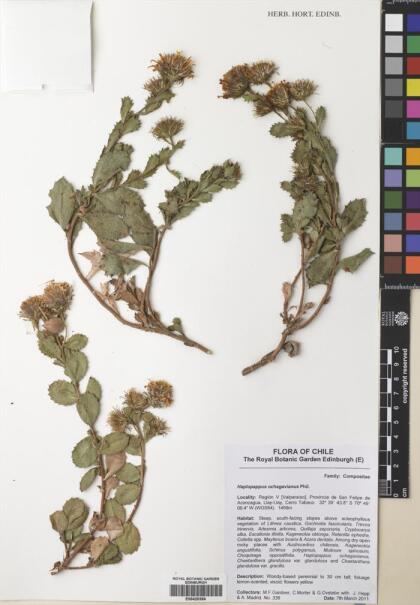 Haplopappus ochagavianus [Espécimen: ]