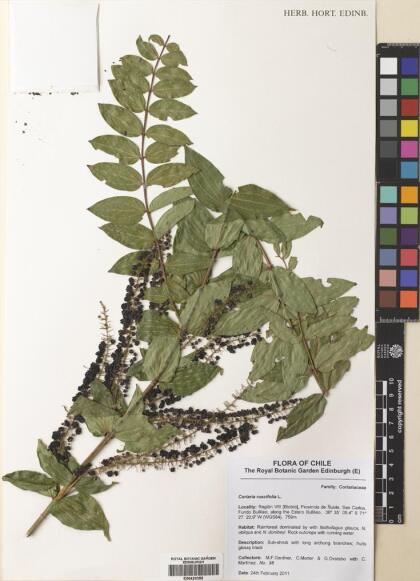 Coriaria ruscifolia [Espécimen: ]