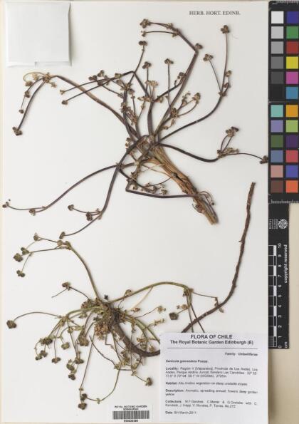 Sanicula graveolens [Espécimen: ]