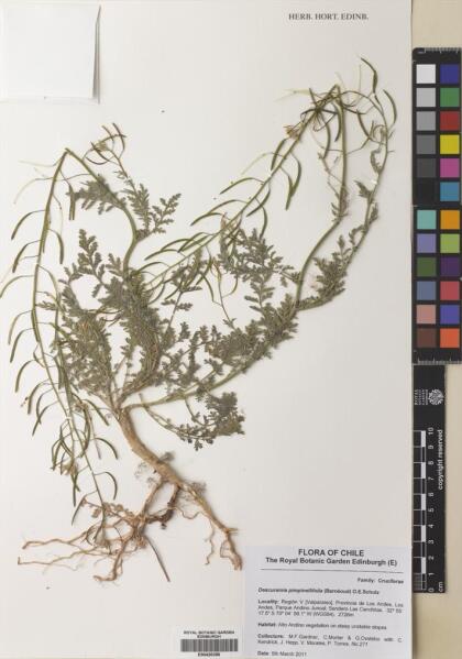 Descurainia pimpinellifolia [Espécimen: ]