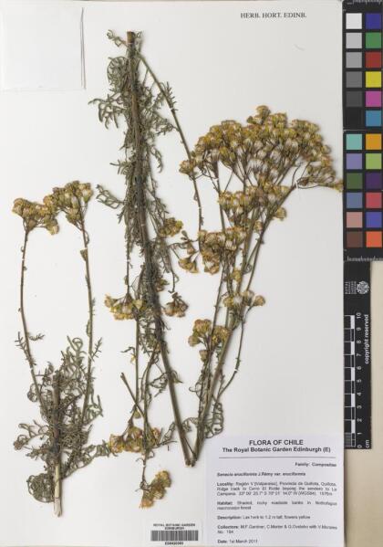 Senecio eruciformis var. eruciformis [Espécimen: ]