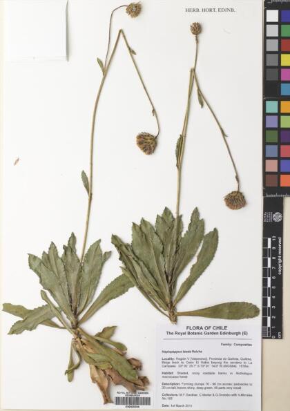 Haplopappus taeda [Espécimen: ]