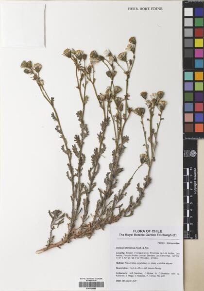 Senecio donianus [Espécimen: ]