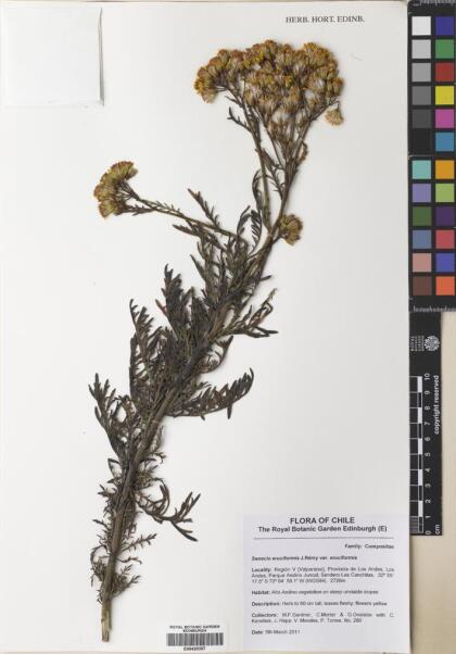 Senecio eruciformis var. eruciformis [Espécimen: ]