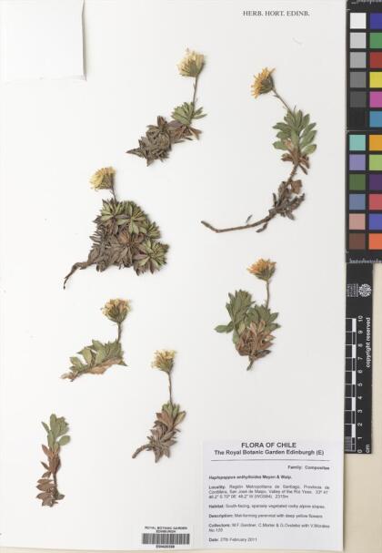 Haplopappus anthylloides [Espécimen: ]