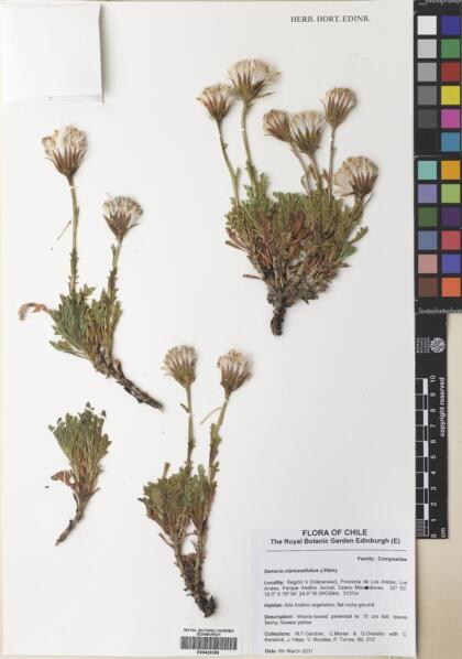 Senecio clarioneifolius [Espécimen: ]