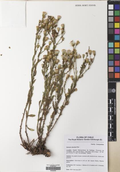 Senecio davilae [Espécimen: ]