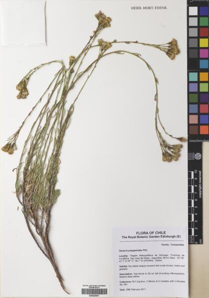 Senecio polygaloides [Espécimen: ]