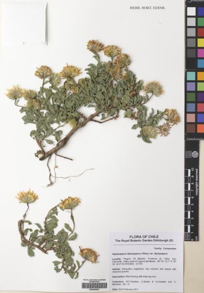 Haplopappus diplopappus subsp. diplopappus [Espécimen: ]