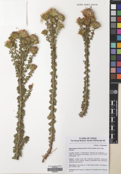 Haplopappus foliosus [Espécimen: ]