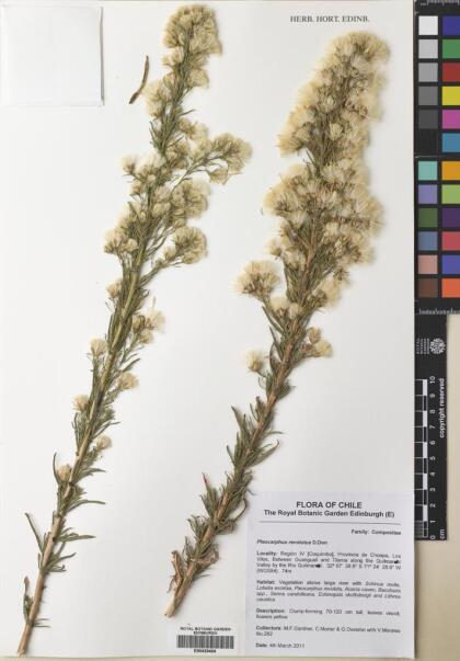 Pleocarphus revolutus [Espécimen: ]
