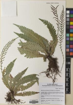 Austroblechnum lechleri [Espécimen: ]