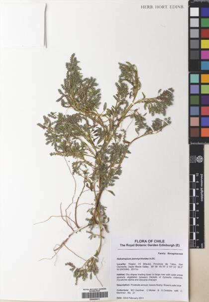 Heliotropium paronychioides [Espécimen: ]