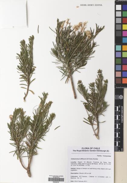 Chiliotrichum diffusum [Espécimen: ]