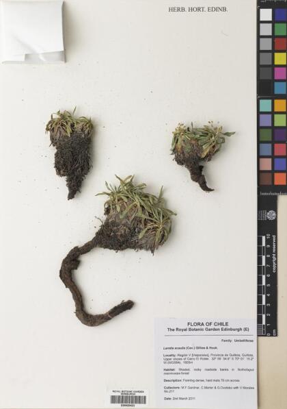 Azorella ruizii [Espécimen: ]