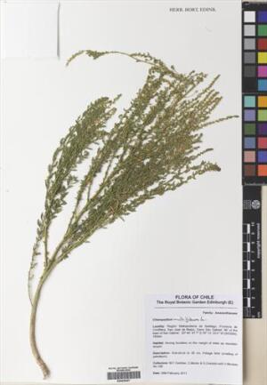 Dysphania multifida [Espécimen: ]