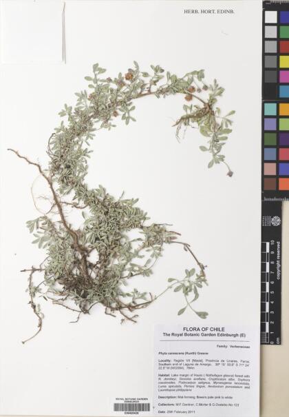 Phyla nodiflora [Espécimen: ]