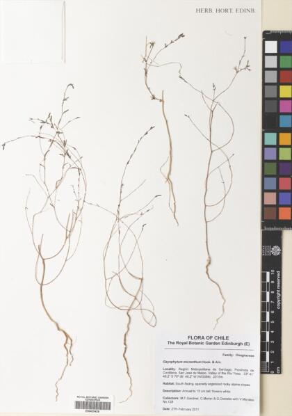 Gayophytum micranthum [Espécimen: ]