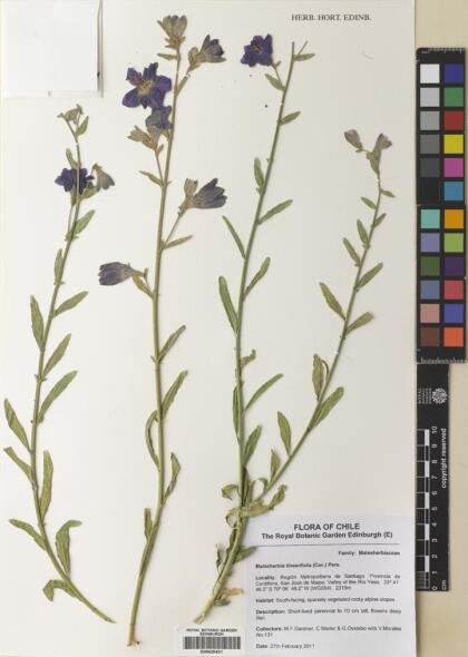 Malesherbia linearifolia [Espécimen: ]