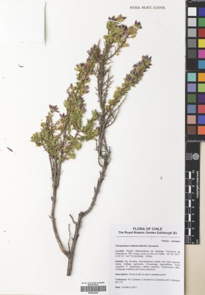 Gardoquia gilliesii [Espécimen: ]